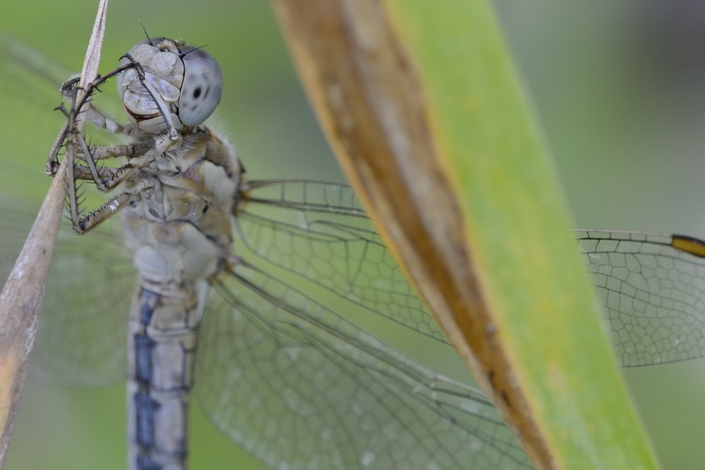 Orthetrum coerulescens